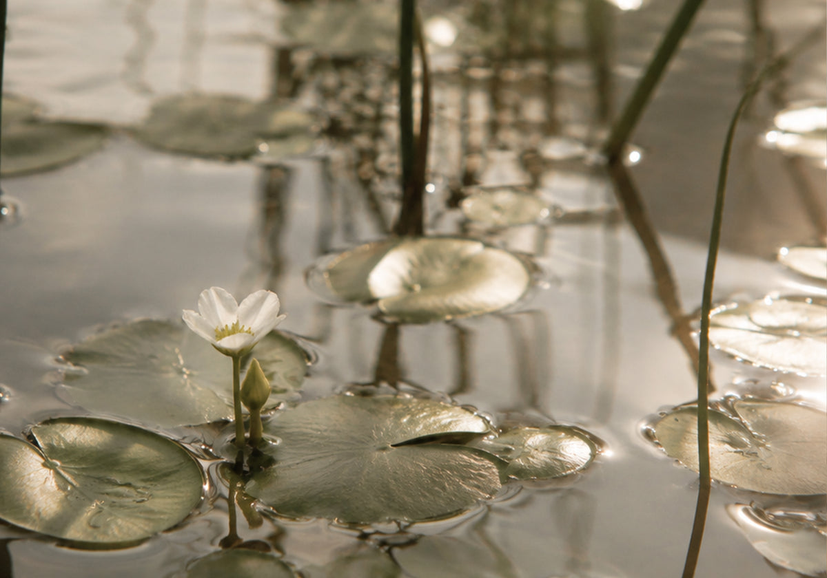 Princess Margarita, designer of De Parme Design fine jewellery, inspired by nature