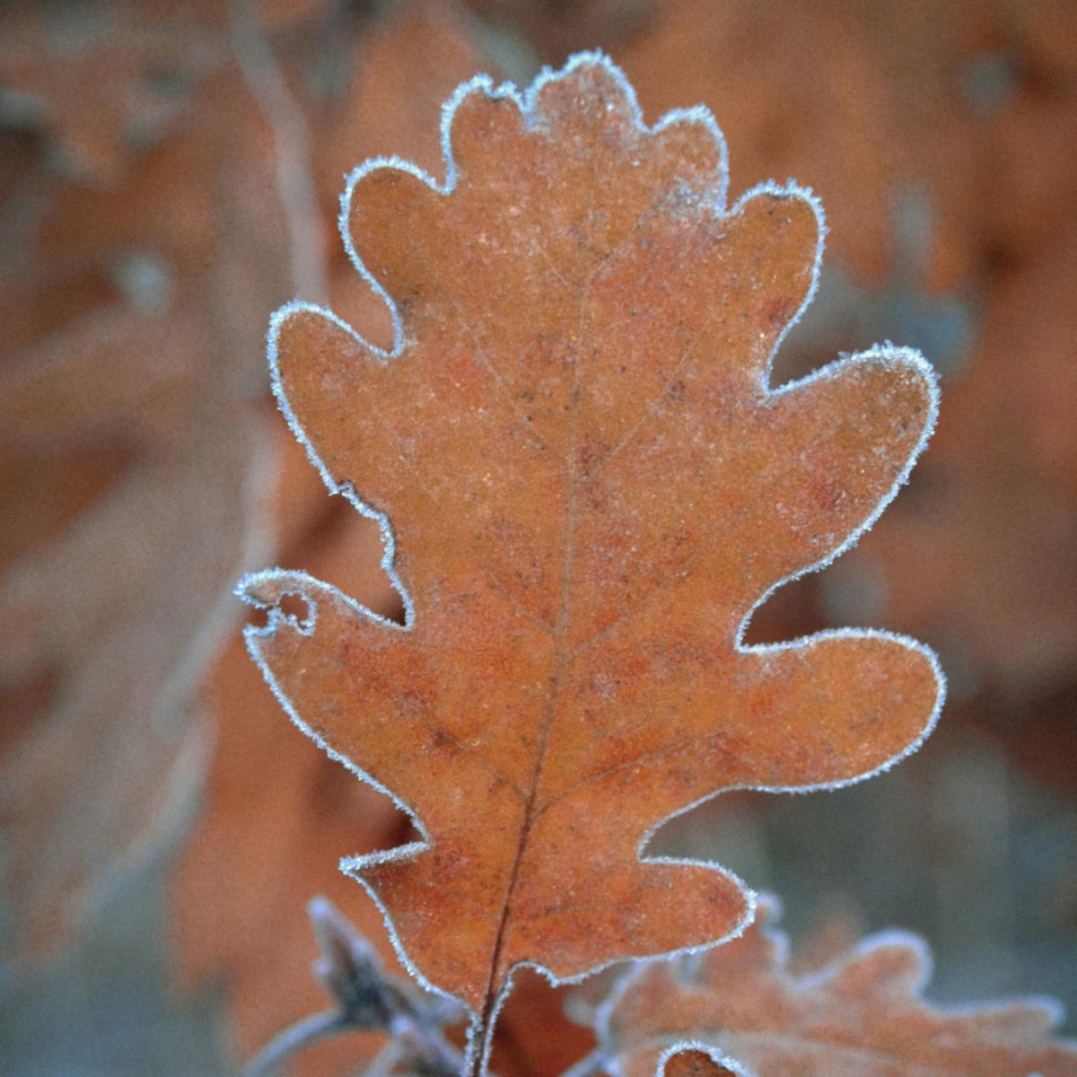 A frosty oak leaf, the natural inspiration behind De Parme Design's Heritage and Design